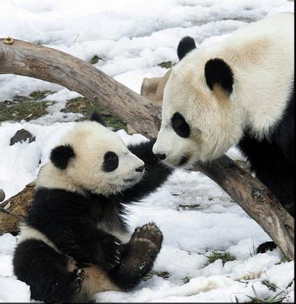 Dokumentarni Fu Long – mala panda, srećni zmaj