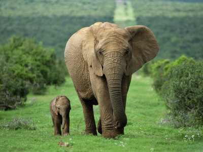 Dokumentarni Tajni život slonova