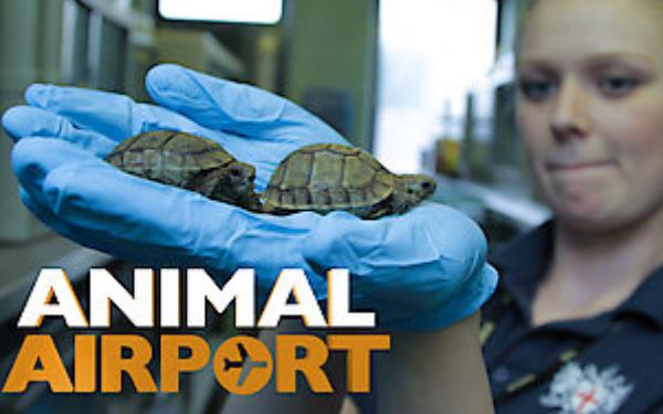 Dokumentarni Životinje na aerodromu (Animal Airport)